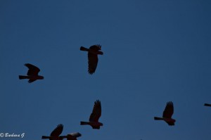 IMG_3851