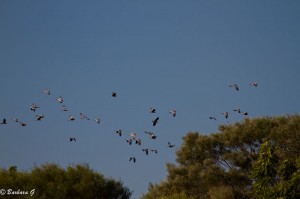 IMG_3852