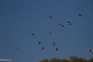 IMG_3862
