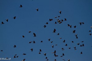IMG_3905