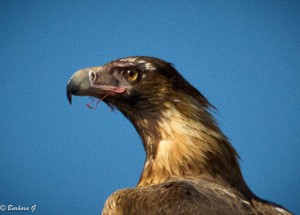 IMG_4011
