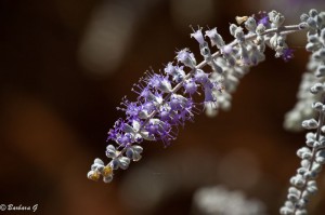IMG_4059