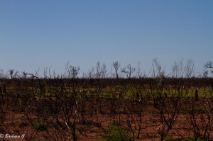 IMG_4071