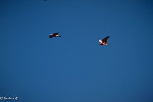 IMG_4081