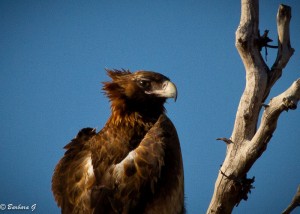IMG_4087