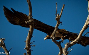 IMG_4115