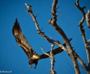 IMG_4119