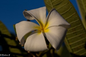 IMG_4166