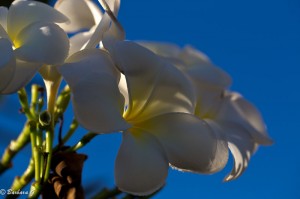 IMG_4184