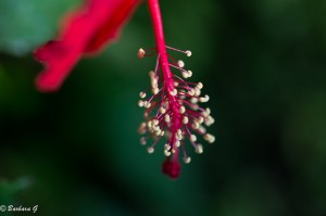 IMG_4201