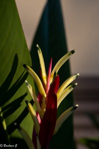 IMG_4203