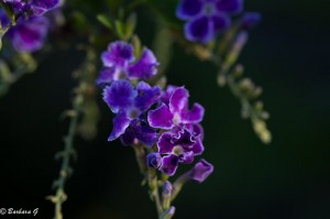 IMG_4207
