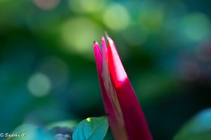 IMG_4212