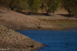 IMG_4218