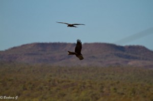IMG_4237