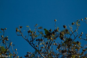 IMG_4254