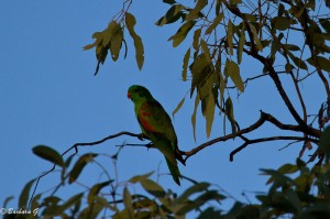 IMG_4262