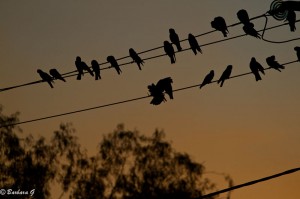 IMG_4290