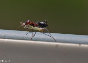 IMG_4327