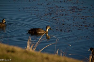 IMG_4357