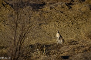 IMG_4363