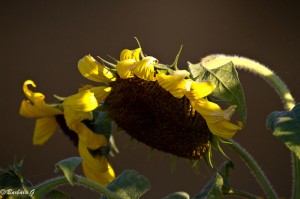 IMG_4385