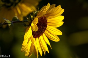 IMG_4390