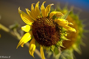IMG_4393