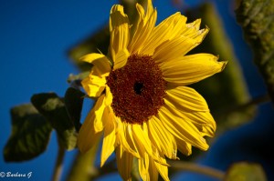 IMG_4396