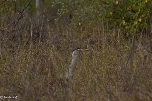 IMG_4484