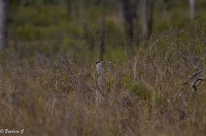 IMG_4489