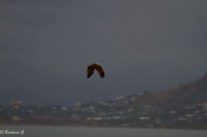 IMG_4532
