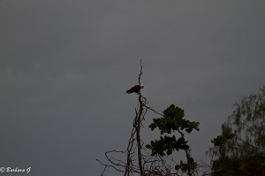 IMG_4539