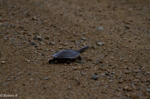 IMG_4555