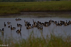 IMG_4558