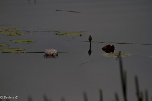 IMG_4565