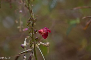 IMG_4590
