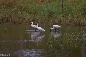 IMG_4640