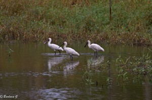 IMG_4641