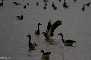 IMG_4691