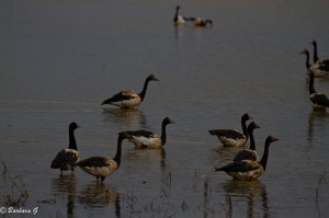 IMG_4703