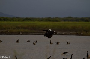 IMG_4709