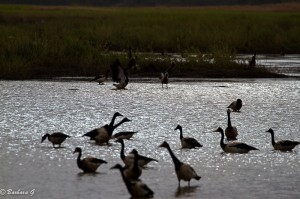 IMG_4741