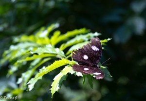 IMG_4776