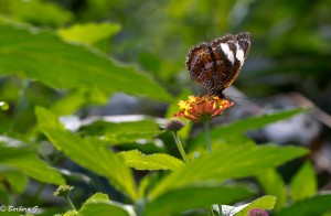 IMG_4809