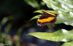 IMG_4923