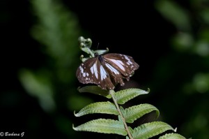 IMG_4947