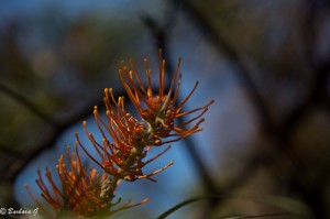 IMG_5005