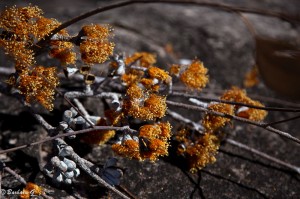 IMG_5202
