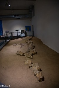 IMG_5610